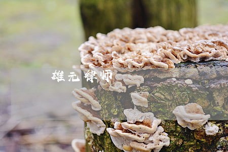 雄元律师 雄元律师