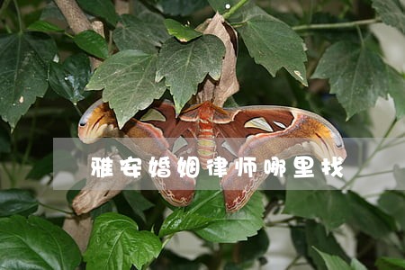 雅安婚姻律师哪里找 雅安婚姻律师哪里找