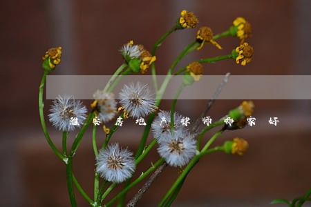 雅安房地产律师哪家好 雅安房地产律师哪家好