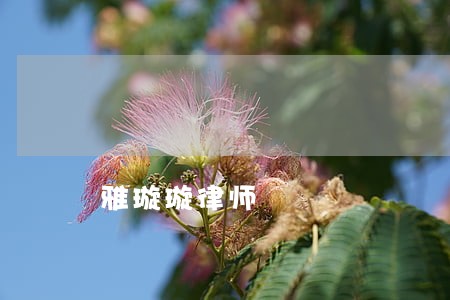 雅璇璇律师 雅璇璇律师