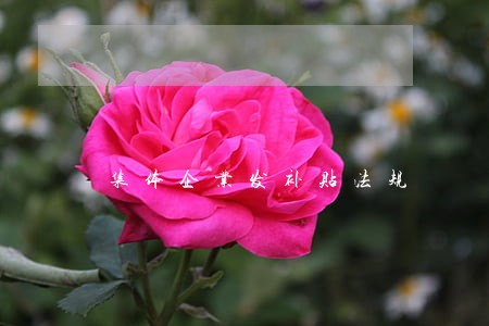 集体企业发补贴法规 集体企业发补贴法规