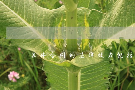 集体合同的法律效力包括哪些呢 集体合同的法律效力包括哪些呢