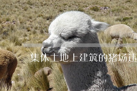 集体土地上建筑的猪场违法吗 集体土地上建筑的猪场违法吗