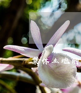 集体土地的房子法院能给拍卖吗 集体土地的房子法院能给拍卖吗