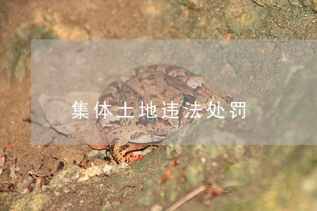集体土地违法处罚 集体土地违法处罚