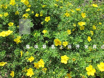 集体联名上诉开发商逾期交楼 集体联名上诉开发商逾期交楼