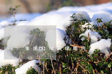 集团公司法律顾问采购