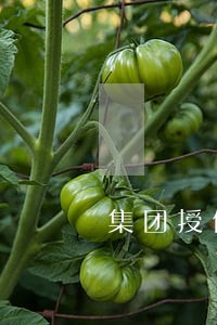 集团授信子公司逾期谁还钱 集团授信子公司逾期谁还钱