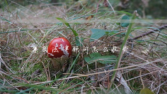 集团法律顾问怎么收费 集团法律顾问怎么收费