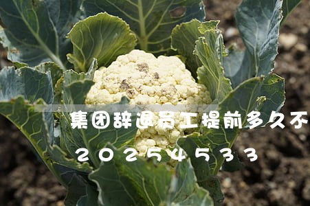 集团辞退员工提前多久不违法/2023020254533 集团辞退员工提前多久不违法/2023020254533