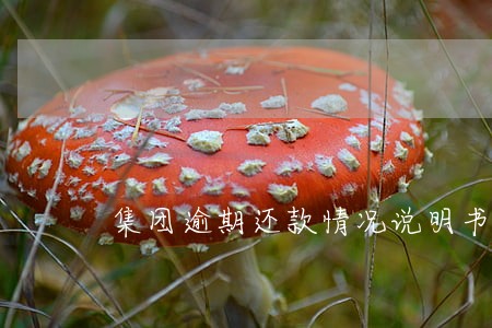 集团逾期还款情况说明书 集团逾期还款情况说明书