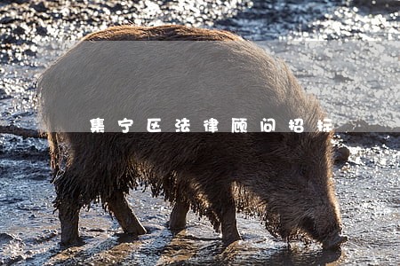 集宁区法律顾问招标 集宁区法律顾问招标