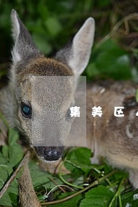 集美区人民法院在哪里