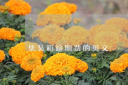 集装箱逾期费的英文 集装箱逾期费的英文