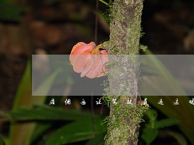 雇佣无证驾驶员违法吗