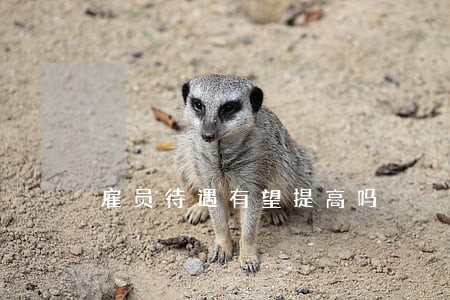 雇员待遇有望提高吗 雇员待遇有望提高吗