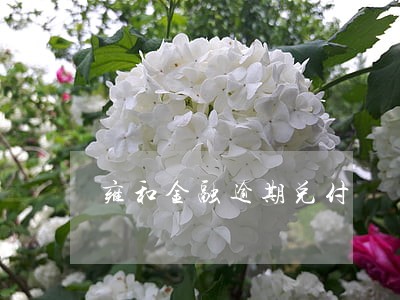 雍和金融逾期兑付 雍和金融逾期兑付