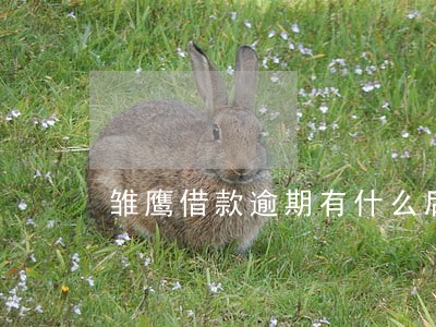 雏鹰借款逾期有什么后果 雏鹰借款逾期有什么后果