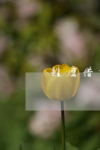 雏鹰借贷逾期了还可以再借吗 雏鹰借贷逾期了还可以再借吗