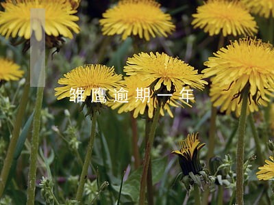 雏鹰逾期一年 雏鹰逾期一年