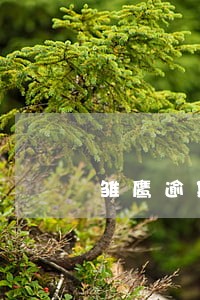 雏鹰逾期发啥短信