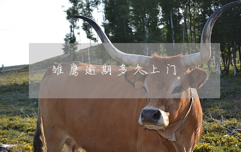 雏鹰逾期多久上门