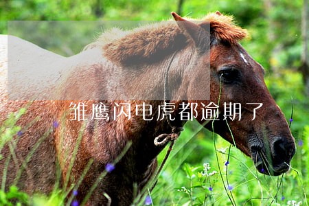 雏鹰闪电虎都逾期了 雏鹰闪电虎都逾期了
