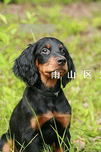 雨山区知名职务侵占罪诉讼律师 雨山区知名职务侵占罪诉讼律师