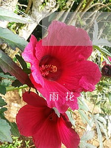 雨花钱包逾期 雨花钱包逾期