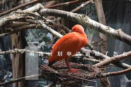 雨露计划申请逾期了怎么办 雨露计划申请逾期了怎么办