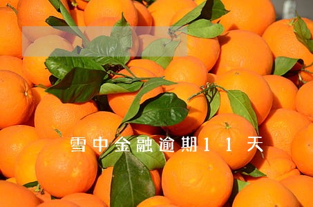 雪中金融逾期11天 雪中金融逾期11天
