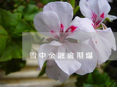 雪中金融逾期爆