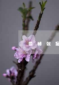 雪姨就是大漂亮离婚 雪姨就是大漂亮离婚