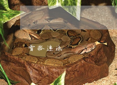 雪狐违法 雪狐违法