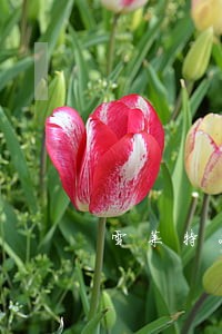 雪莱特2018逾期未偿还金额 雪莱特2018逾期未偿还金额