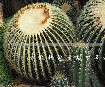 雪豹钱包逾期有事没