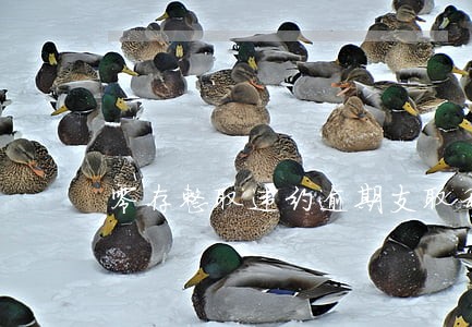 零存整取违约逾期支取利息计算 零存整取违约逾期支取利息计算