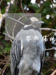 零所得税逾期申报 零所得税逾期申报