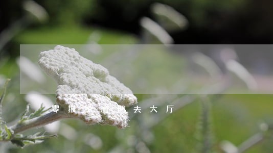 零报税逾期去大厅 零报税逾期去大厅