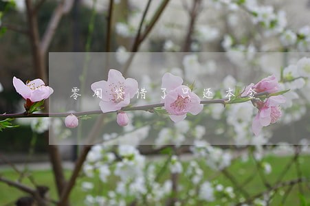 零用贷借了只还本金 零用贷借了只还本金
