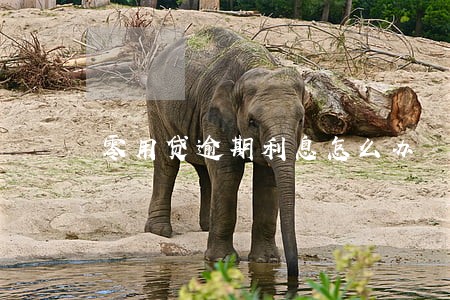 零用贷逾期利息怎么办