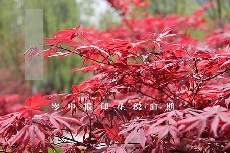 零申报印花税逾期