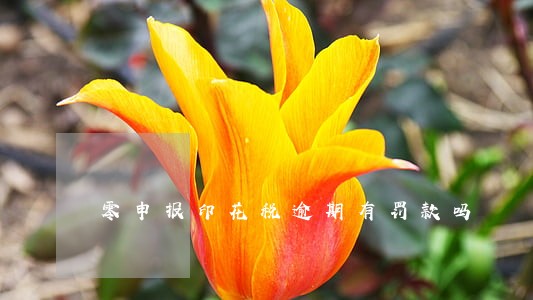 零申报印花税逾期有罚款吗