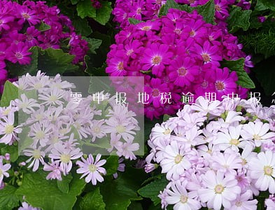 零申报地税逾期申报怎么办 零申报地税逾期申报怎么办