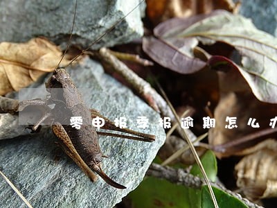零申报季报逾期怎么办 零申报季报逾期怎么办