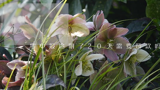 零申报逾期了20天需要罚款吗 零申报逾期了20天需要罚款吗
