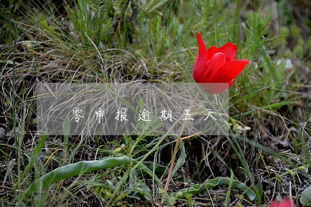 零申报逾期五天 零申报逾期五天