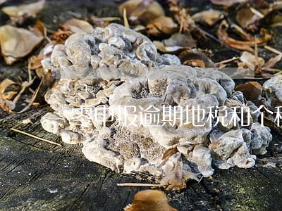 零申报逾期地税和个税 零申报逾期地税和个税
