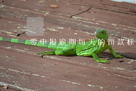 零申报逾期每天的罚款标准