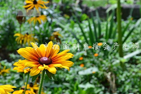 零申报逾期申报会产生滞纳金吗 零申报逾期申报会产生滞纳金吗